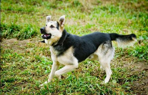 Метис овчарки в Москве