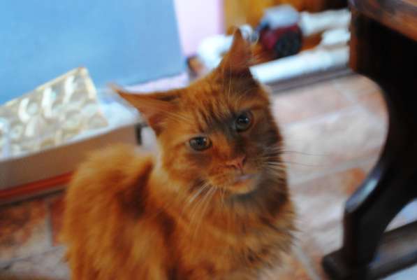 Продам котенка породы мэйн кун в Кемерове