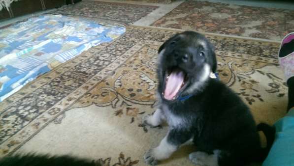 Продаются щенков ВЕО в Евпатории фото 30