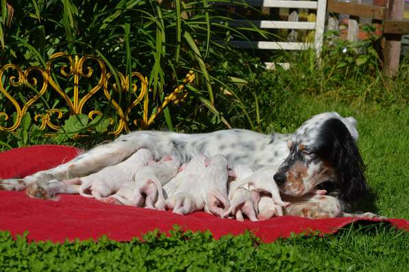 Английский сеттер щенки из элитного питомника в Москве фото 182