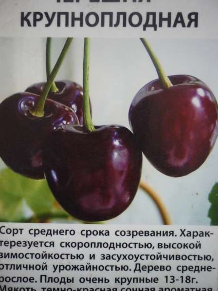 Саженцы плодовых деревьев в Ростове-на-Дону фото 3