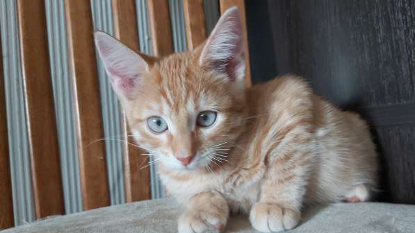 Котенок мальчик, 4 месяца, рыжий с голубыми глазками в Москве