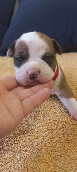 Шикарный рыжий мальчик аст резерв ркф