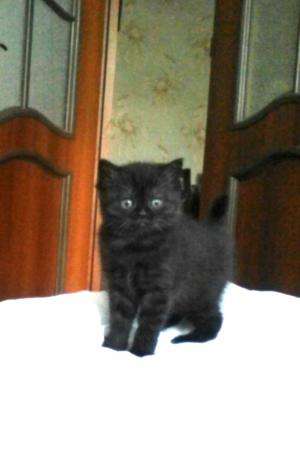 Породистый котенок в Санкт-Петербурге фото 6