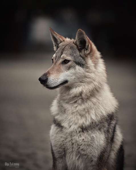 Чехословацкая волчья собака. Щенки в Москве фото 8