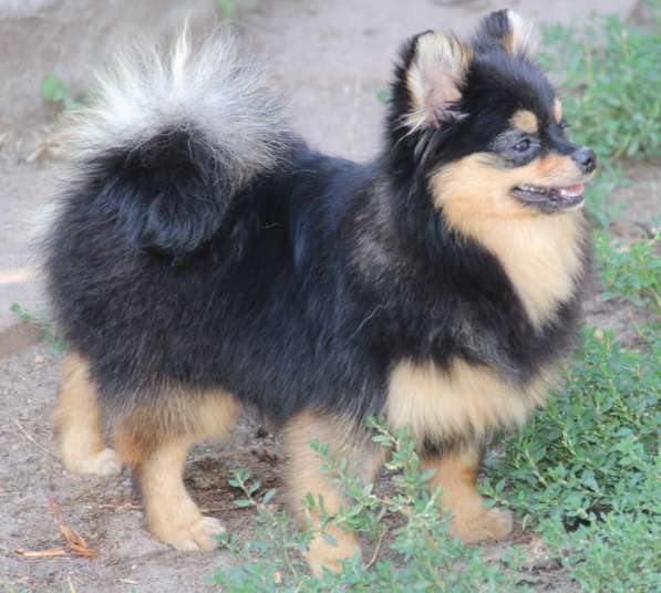 Щенки шпица в Раменское фото 21