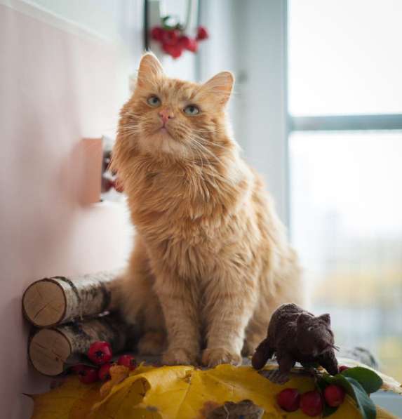 Рыжий кот Желточек в добрые руки в Москве фото 5