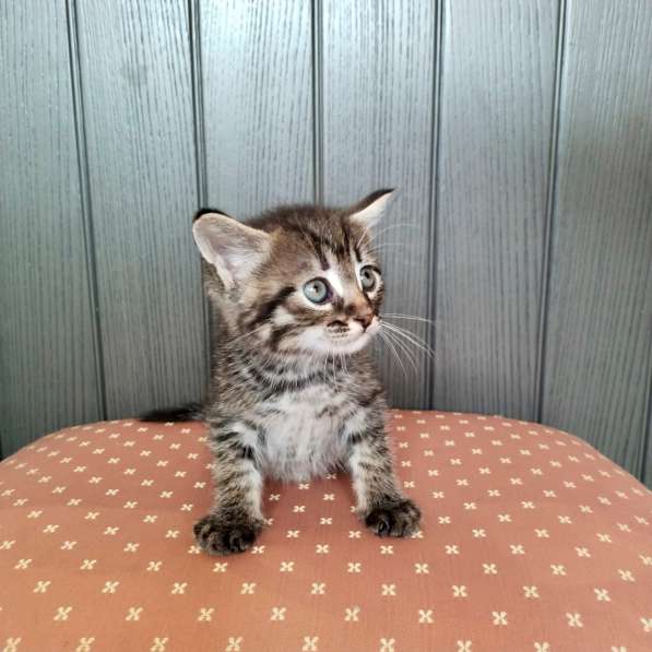 Кошачий ангел котенок Дилли в добрые руки в Москве фото 7