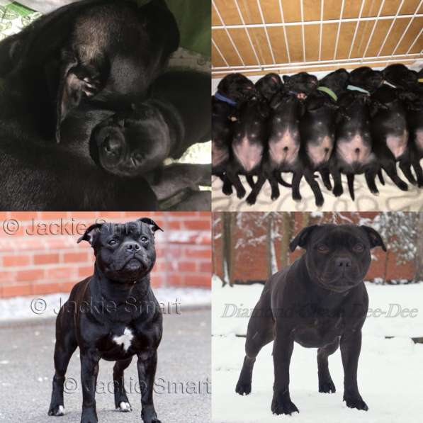 Щенки СТАФФИ (Стафордширский Бультерьер) в Краснодаре фото 4