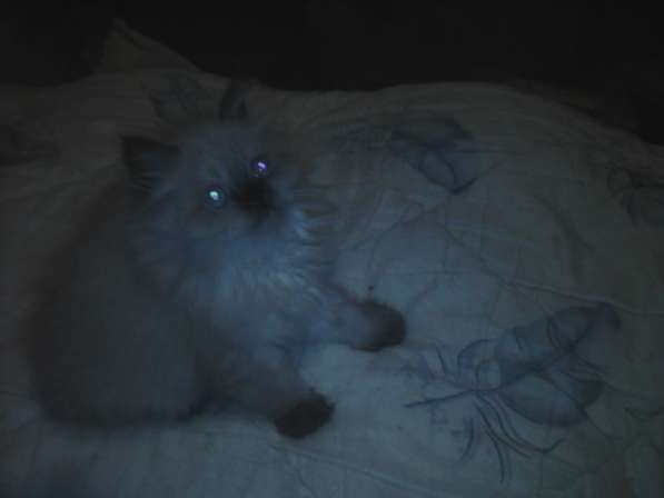 Персидские котятки в Москве фото 14