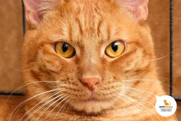 Котик Бобик в Москве фото 4