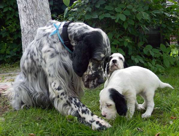 Английский сеттер щенки из элитного питомника в Москве фото 123