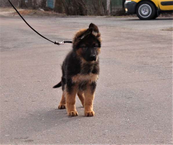 Щенки овчарки Питомник в фото 17