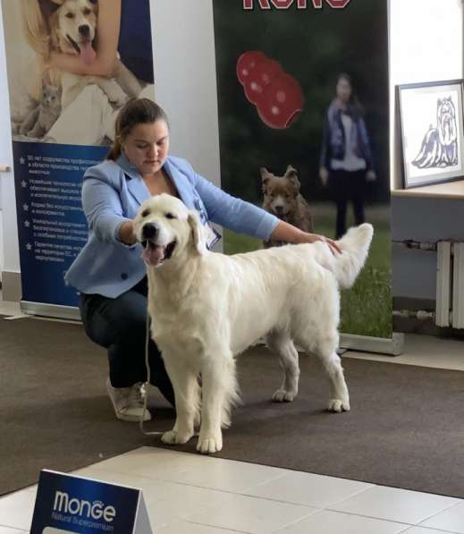 Кобель для вязки. Золотистый ретривер в Казани фото 9