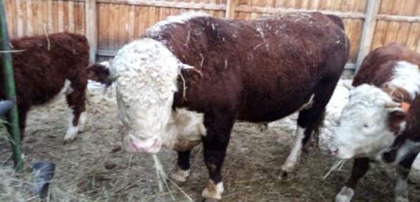 Продам КРС, бычки, телята, коровы в Красноярске фото 3