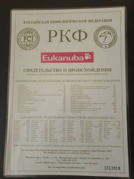 Сибирский хаски, кобель, вязка в Краснодаре фото 3