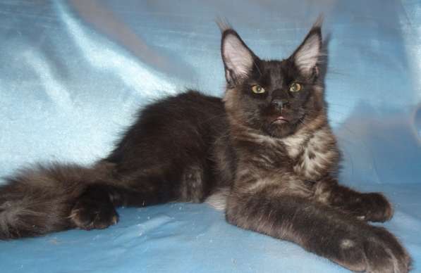 Мейн кунчик Йотунхейм в Москве фото 9