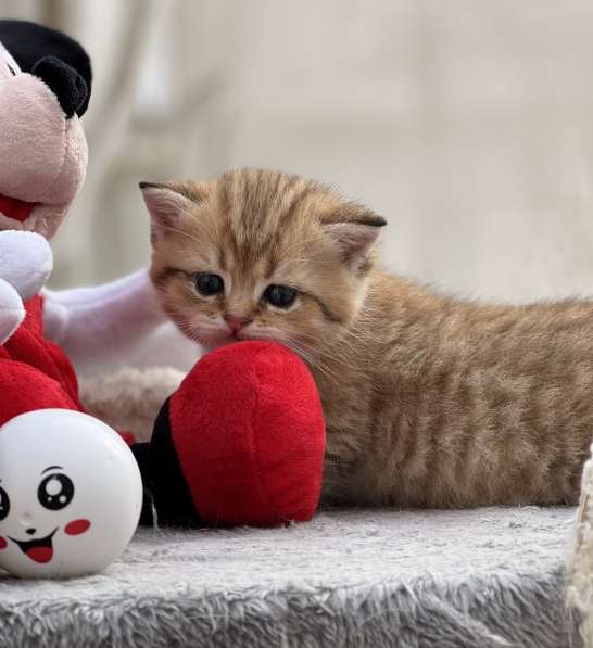 Продаётся котёнок британец! в фото 23