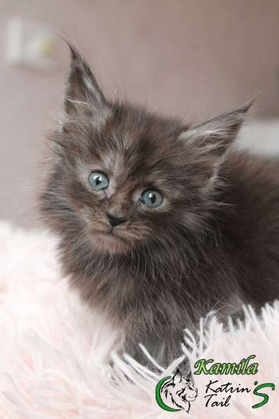 Maine Coon Female ns
