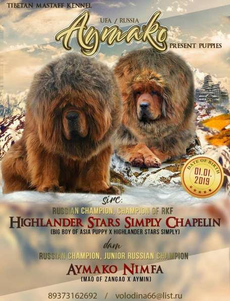 Мощные чистокровные щенки Тибетского мастифа в Уфе