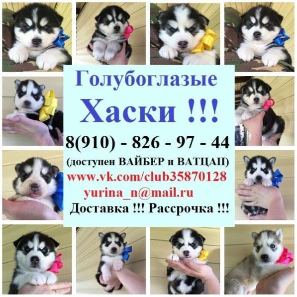 Щеночки хаски черно-белые голубоглазые и разноглазые