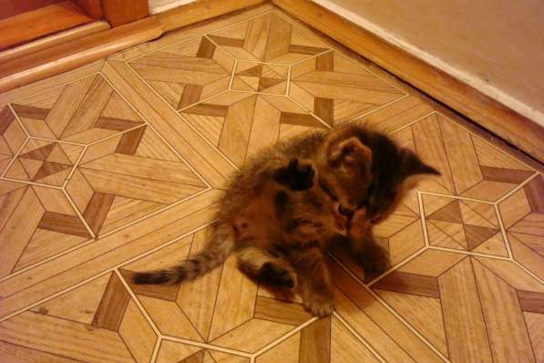 Отдам пушистого котенка в Тюмени фото 6