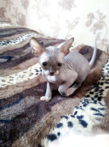 Канадские сфинксы в Иркутске фото 16