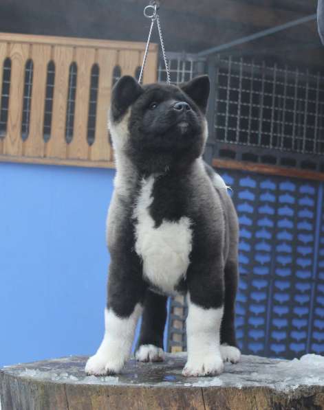 Щенки Американской Акиты в фото 8