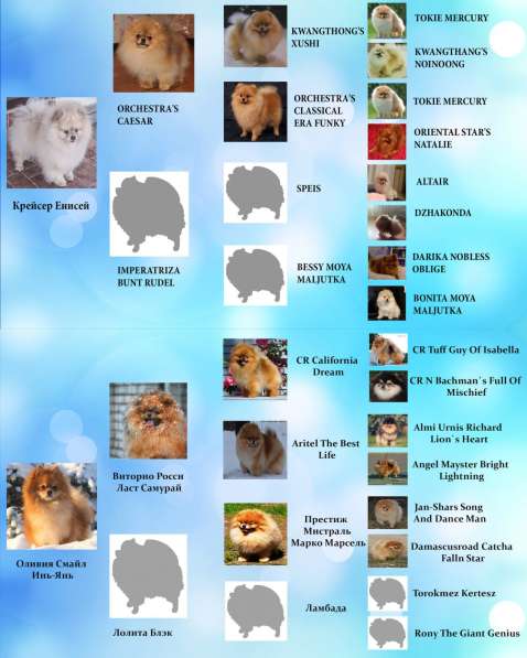 Шпиц девочка из питомника Санрэйз Пом в фото 3