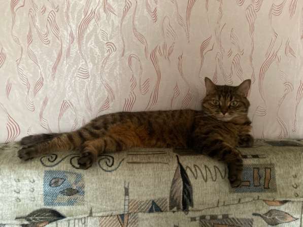 Кошка в Петрозаводске фото 4