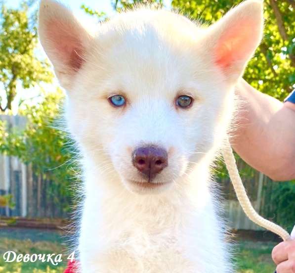Щенки сибирский хаски в Ростове-на-Дону фото 25