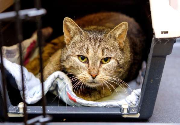 Милая Сардинка мечтает о доме и друге