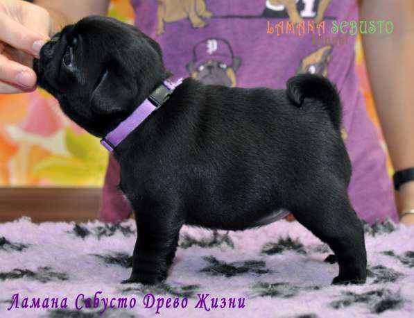 Подрощенная девочка мопсик в Москве фото 18