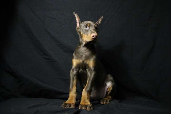 Doberman puppy в фото 3