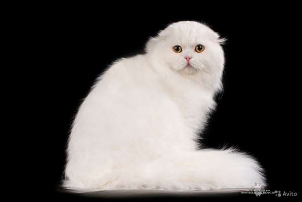 Котенок - счастье в дом в Санкт-Петербурге