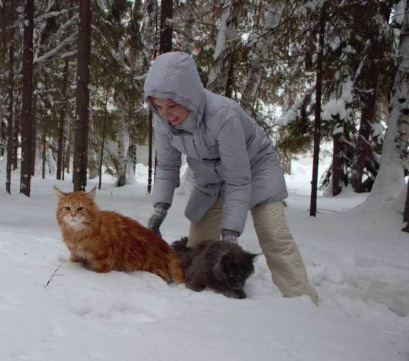 Племенной кот в Омске фото 3