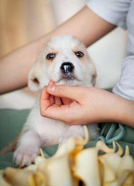 Ищут дом 11 щенков — метисы той-терьера в дар в Москве фото 3