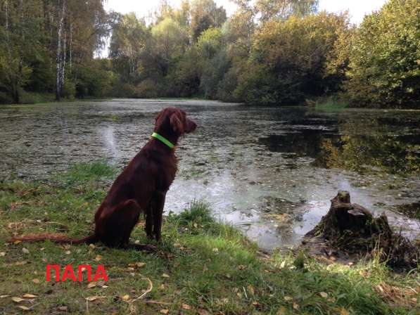 Щенок ирландского сеттера, мальчик в Москве