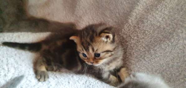 BKH Kitten Verkäufer в фото 15