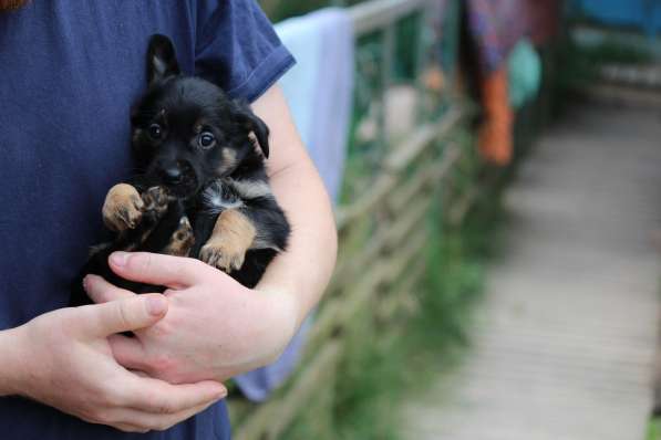 Крошечные щенки от мелкой собачки ищут дом в Санкт-Петербурге фото 9