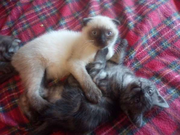 Шотландский денди скоттиш- страйт в Санкт-Петербурге фото 10