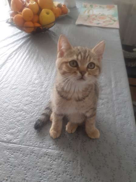 Котята британские в фото 11