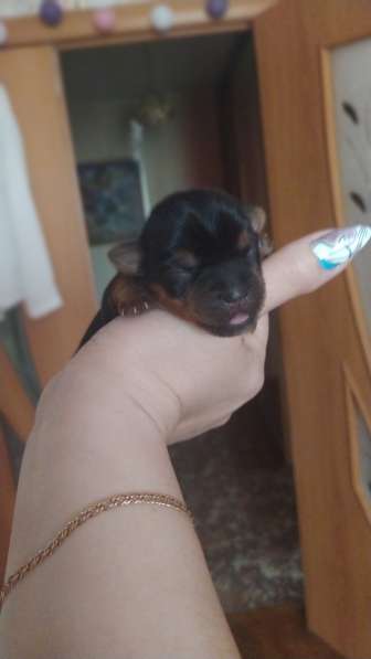 Продаю щенков йоркширских терьеров в фото 12