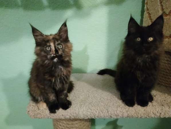 Девочка Мейн кун в Челябинске фото 21