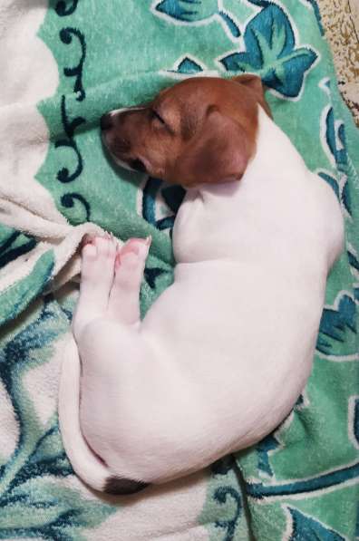 Щенки Джек Рассел терьер в фото 7