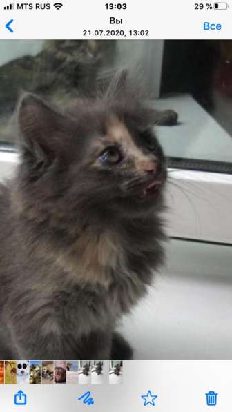 Отдам котиков в добрые руки в Москве фото 3