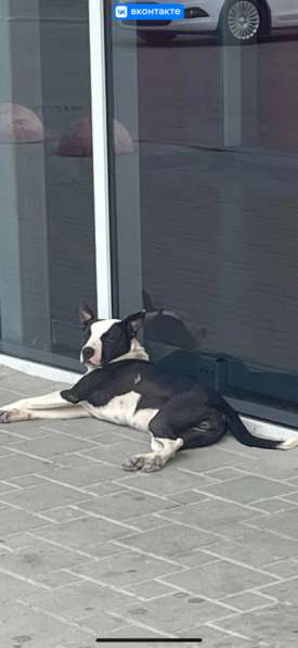 Стаффорд в Ростове-на-Дону фото 6