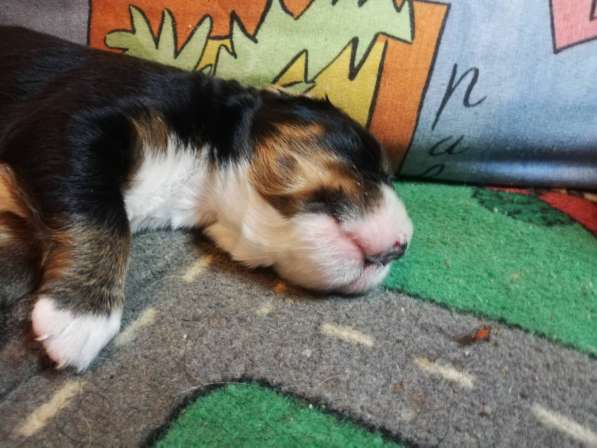 Bernese Mountain Dog