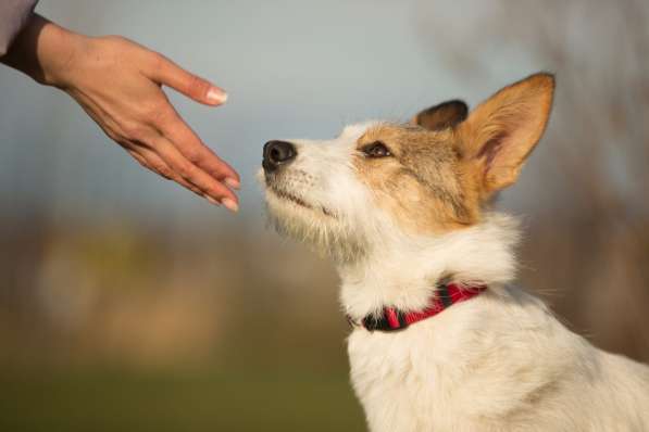 Белая пушистая компактная собачка в Санкт-Петербурге фото 29