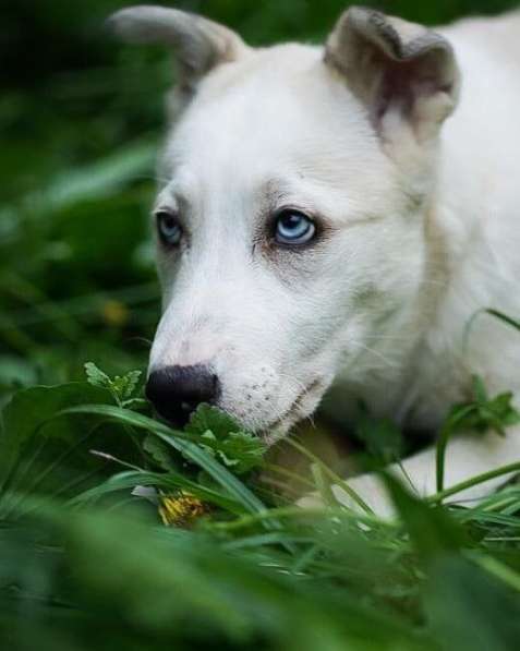 Метис хаски Ева ищет дом в Москве